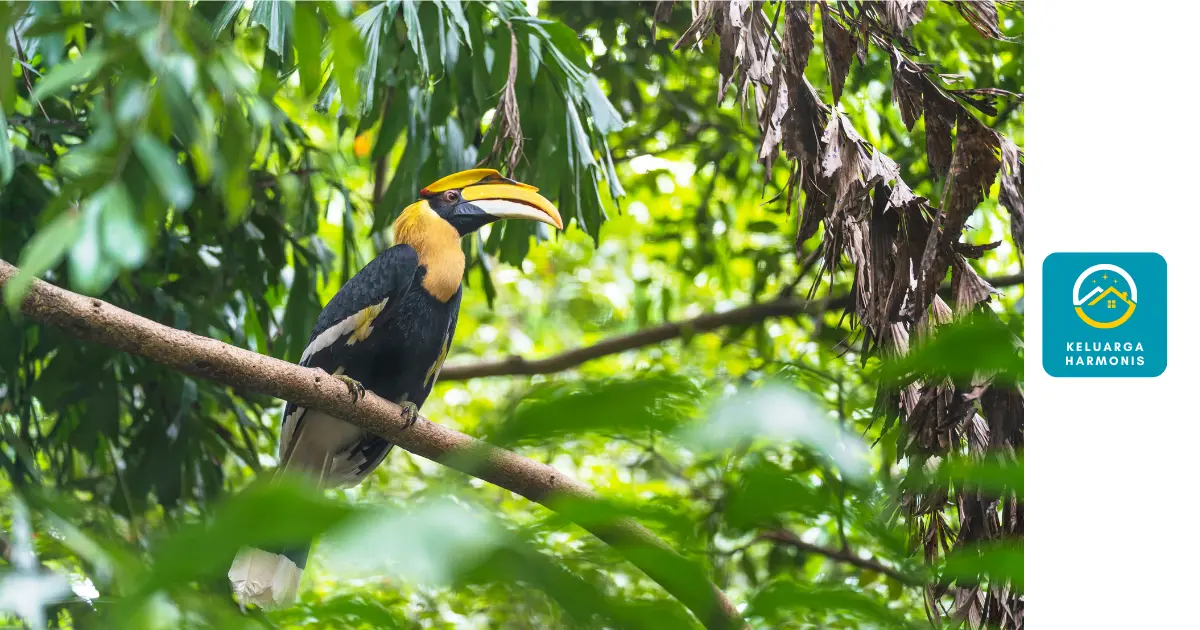 Tips Cara Menangkap Burung Yang Lepas Dengan Mudah Tanpa Ribet